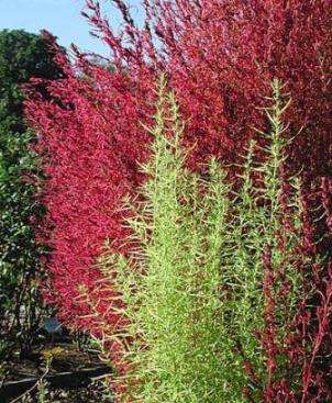 10 Burning Bush - Kochia scoparia Seeds - Annual