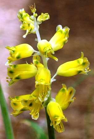 Lachenalia mathewsii Seeds - Sow Autumn - Bulbs Seeds