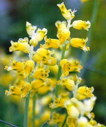 20 Lachenalia mathewsii Seeds - Sow Autumn - Indigenous Bulbs Seeds