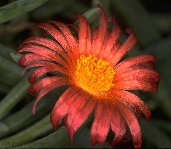 Lampranthus multiradiatus Seeds