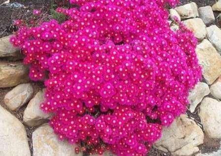 Lampranthus roseus Seeds