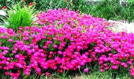 Lampranthus spectabilis Seeds - Indigenous Succulents