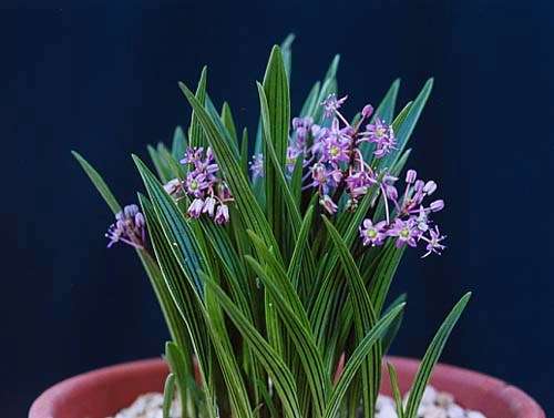 10 Ledebouria cooperi Seeds - Indigenous Bulbs Seeds