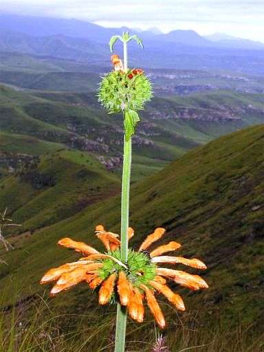 Leonotis intermedia or Klipdagga Seeds