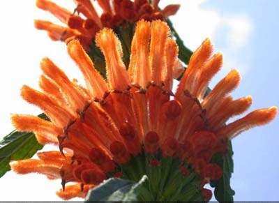 Leonotis leonurus - Wild Dagga Seeds (Lion's Tail) - Sow Autumn