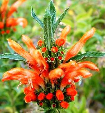 Leonotis ocymifolia var. raineriana Seeds - Indigenous