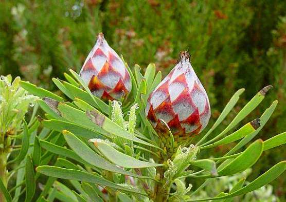 Leucadendron rubrum Seeds - Protea Family