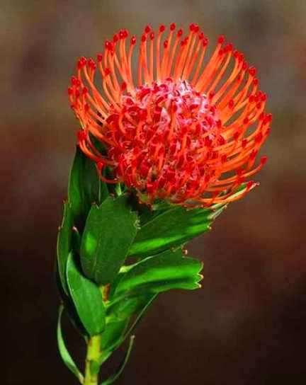 Leucospermum glabrum Seeds - Protea Family - Indigenous