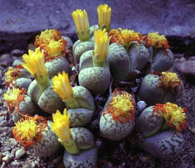 Stoneplants Species Mixed Seeds - Lithops