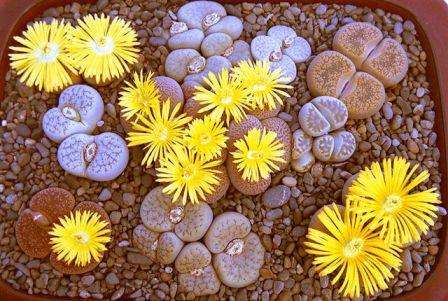 Stoneplants Species Mixed Seeds - Lithops - Succulents