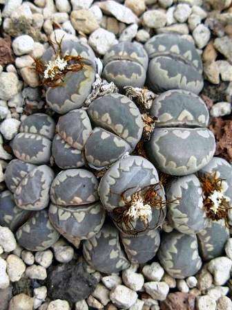 Lithops otzeniana Seeds - Indigenous Succulents