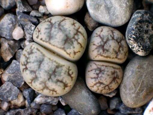 Stoneplants - Lithops werneri Seeds - Succulents