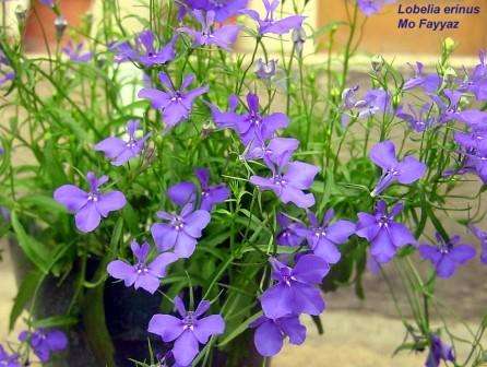 Lobelia erinus Seeds - Indigenous