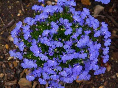 10 Wild Lobelia - Lobelia erinus Seeds - Indigenous Annual