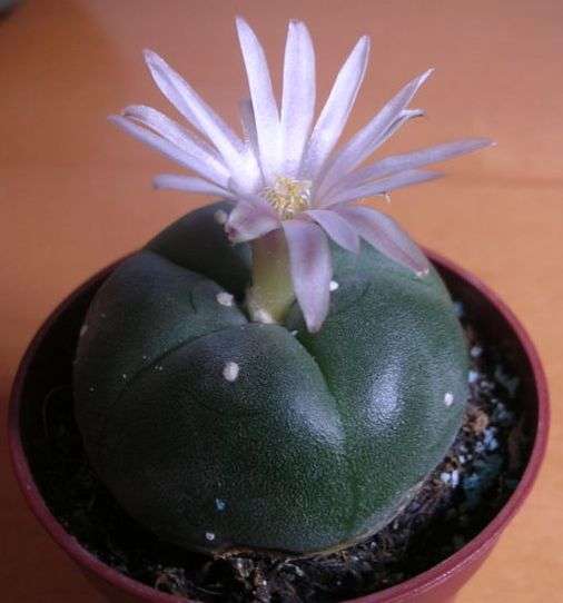 8 Year Old PEYOTE CACTUS PLANT Psychoactive Lophophora williamsii + Free Gift