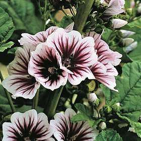 10 Malva sylvestris zebrina Seeds
