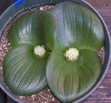 Massonia depressa Seeds RARE - Sow Autumn