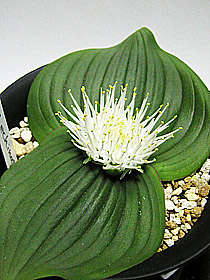 Massonia echinata Seeds RARE - Sow Autumn