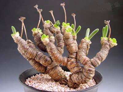 Monilaria moniliformis Seeds - Indigenous Succulents