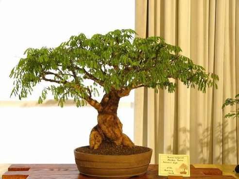 Acacia galpinii (Monkey Thorn) Bonsai Tree Seeds