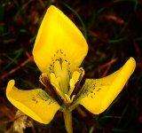 Moraea bellendenii Seeds - Sow Autumn - Indigenous Bulbs Seeds