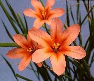 20 Moraea collina Seeds - Sow Autumn - Indigenous Bulbs Seeds