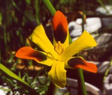 20+ Moraea elegans Seeds - Sow Autumn