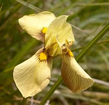 10 Moraea graminicola Seeds - Sow Spring - Indigenous Bulbs Seeds