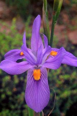 Moraea polystachya Seeds RARE in Habitat - Sow Autumn - Indigenous Bulbs Seeds