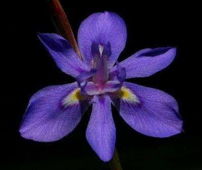 10 Moraea pritzeliana Seeds - Sow Autumn - Indigenous Bulbs Seeds