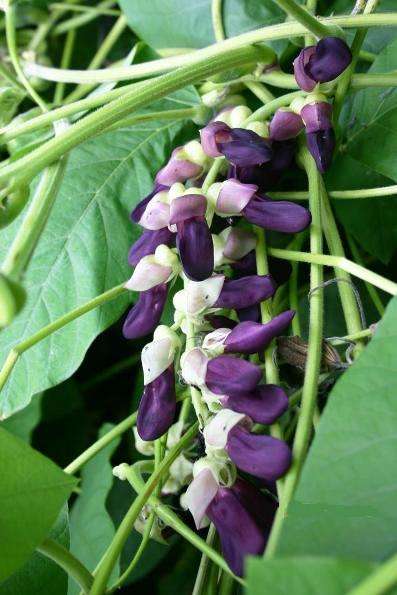 PSYCHOACTIVE 4 Mucuna pruriens Seeds