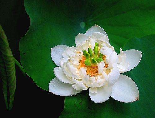 Nelumbo nucifera alba - White Lotus Flower Seeds - Psychoactive - Water Lily Seeds - Global Shipping