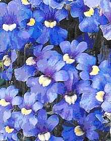 Nemesia versicolor Seeds - Sow Autumn