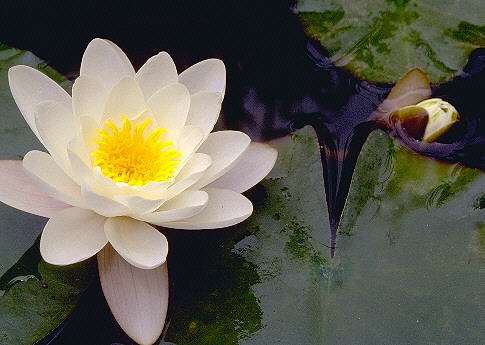 White Water Lily - Nymphaea alba Seed
