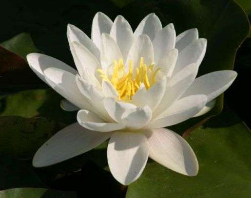 10 Nymphaea alba Seeds - White Water Lily Seeds - Psychoactive