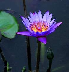 Psychoactice Plants - 10 Nymphaea caerulea Seeds - Water Lily