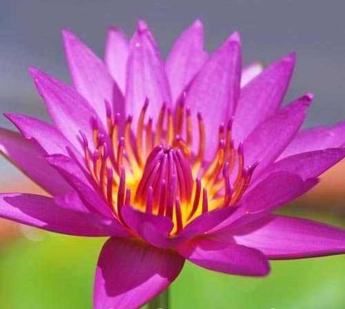 10 Pink Water Lily - Nymphaea capensis - Water Plant Seeds To Buy in South Africa + Get Free Seeds