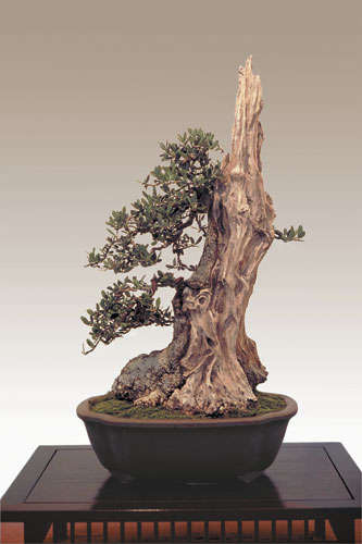 20 Olea capensis ssp macrocarpa Seeds