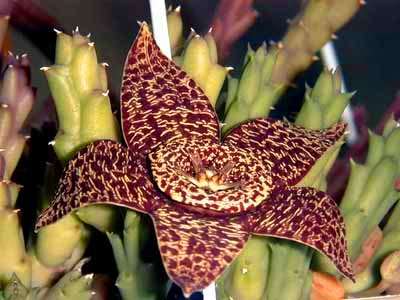 10 Orbea variegata Seeds - Indigenous Succulents