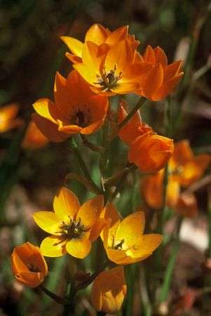 40 Ornithogalum dubium Seeds - Sow Autumn - Indigenous Bulbs Seeds
