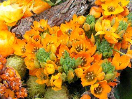 Ornithogalum dubium Seeds - Sow Autumn