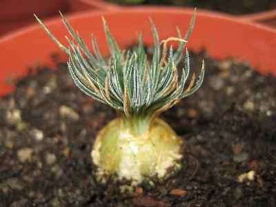 Ornithogalum sardienii Seeds - Sow Autumn