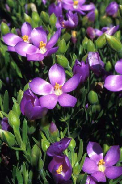 Orphium frutescens Seeds - Sow Autumn - Indigenous