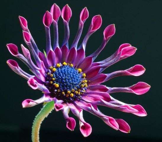 Osteospermum fruticosum Seeds - Indigenous