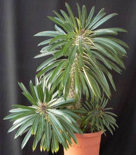 Madagascar Palm Tree - Pachypodium lamerei Seeds - Succulents