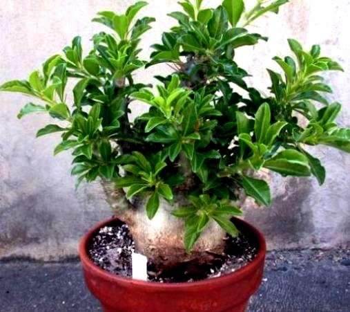 RARE SEEDS Pachypodium saundersii "Natural Bonsai" - Indigenous Succulents