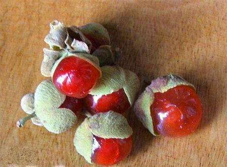 Pappea capensis Fruit Tree Seeds - Indigenous
