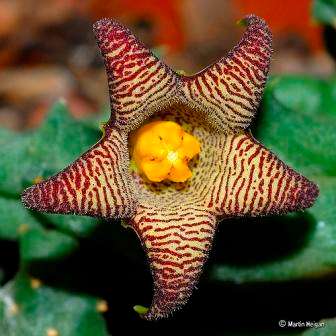 Piaranthus punctatus Seeds - Indigenous Succulents