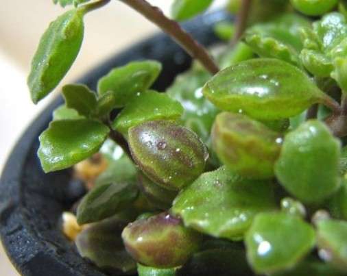 Plectranthus prostratus Seeds - Indigenous