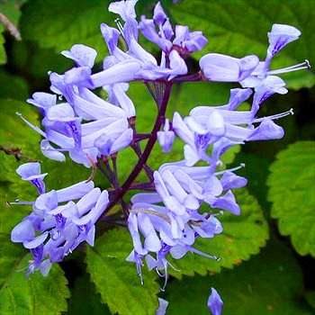 Plectranthus zuluensis Seeds - Indigenous